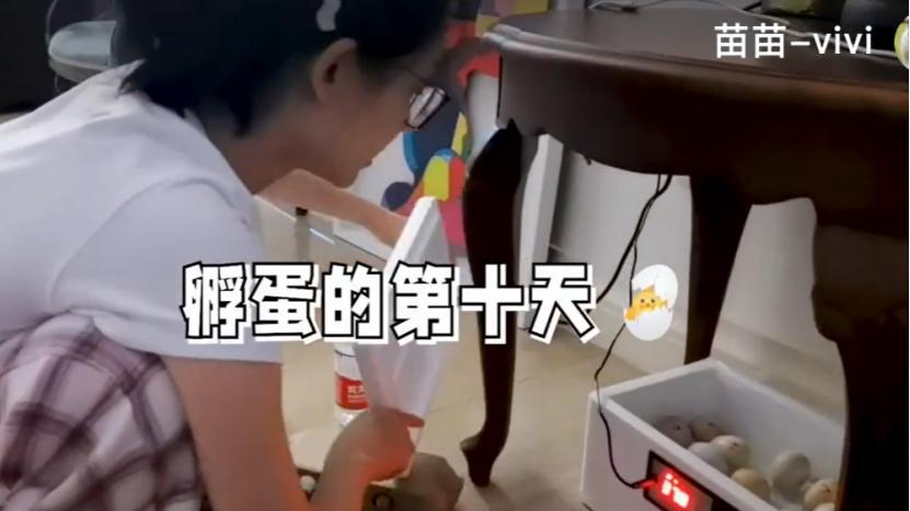 苗苗|郑恺老婆苗苗在家中养鸡，拿锄头犁地太熟练，亲自除草不嫌脏