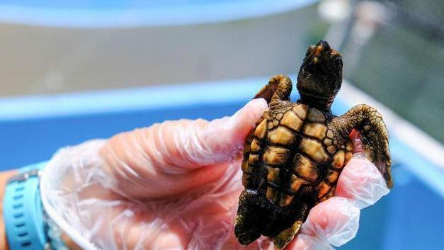 佛罗里达多年持续高温，新出生的海龟宝宝全是雌的？引发灭绝担忧！