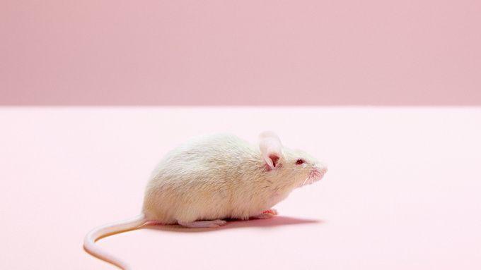 老鼠基因揭示人类未来|Y染色体一直在减少，最终可能会消失吗？