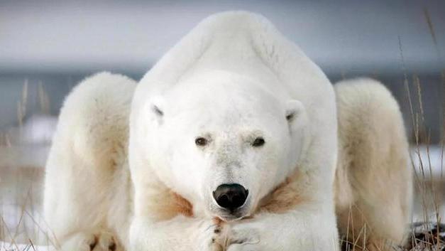 南北极冰川每年融化2891亿吨，科学家实地勘测，北极可以穿短袖了