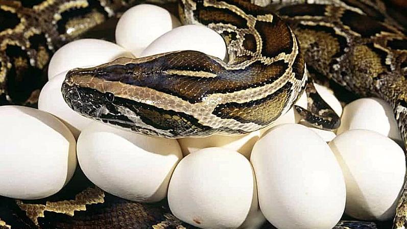 60多岁蟒蛇产卵，动物园很困惑：它15年没接触过雄蛇了