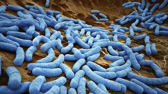 北极冻土层又发现远古活体生物，至少2.4万年，意味着什么？