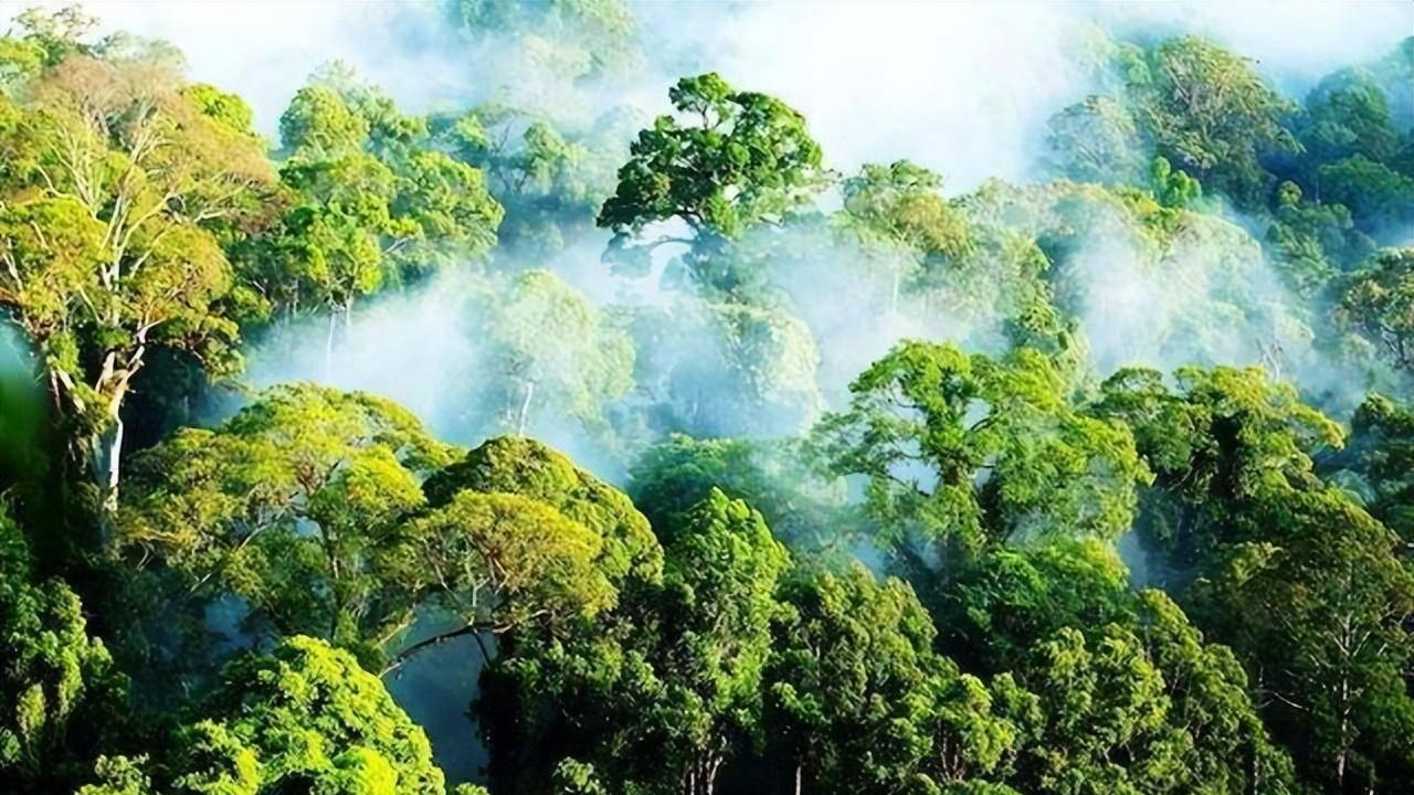 西藏|比29层楼还高！亚马孙雨林最高的树被发现，但世界最高树超它30米