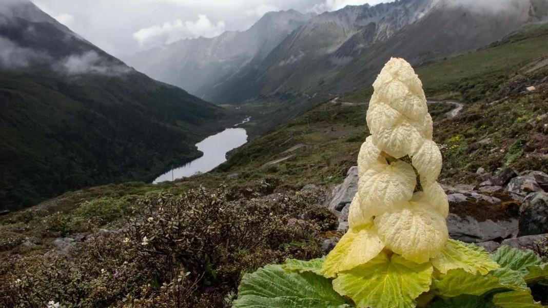 廊下镇|川藏线偶遇神似“大白菜”的植物，勿随意触碰采摘，小心付出代价