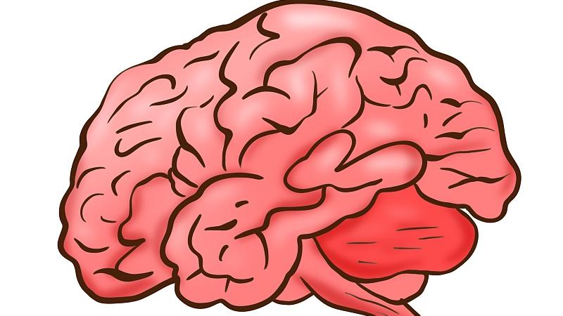 假设大脑突然少了一块，会不会导致记忆缺失？