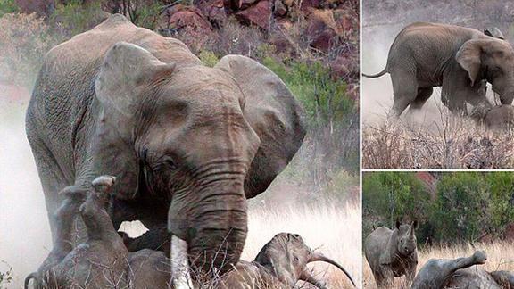 大象与犀牛明明是不同的物种，为何非洲公象会强暴犀牛呢？