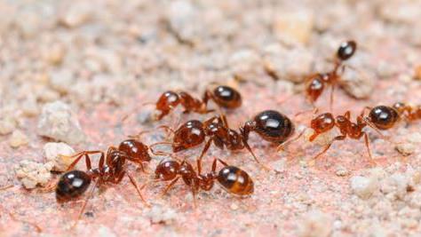 留给北方的时间有多少？红火蚁毒素能致人死亡，耐低温性也在增强
