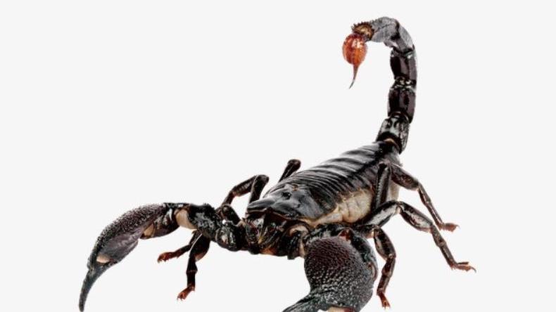 史前生活在海里的蝎子，长相十分怪异