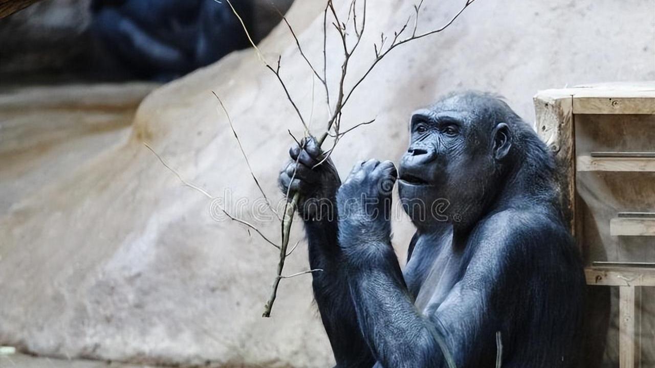 人类进化之谜：黑猩猩身上的丁丁骨，人类为何没有？