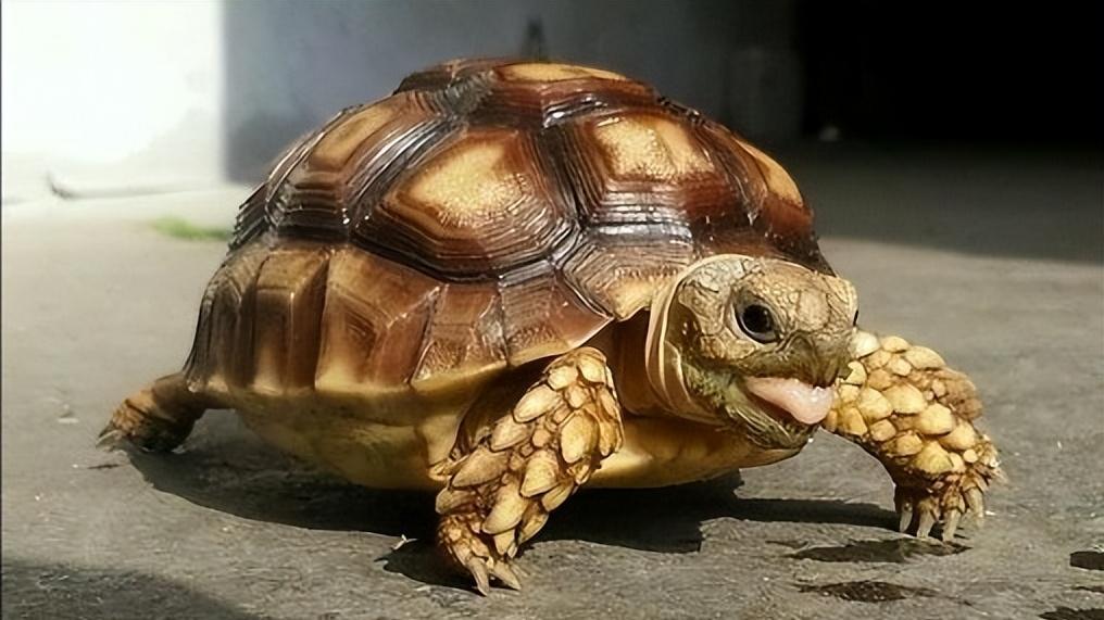 12年前北京大哥捡到一乌龟，养了7年才得知，这乌龟可不同寻常