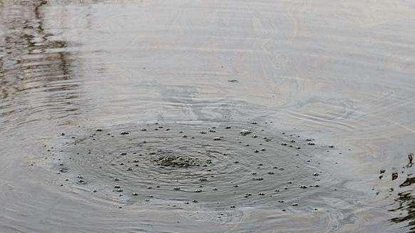 饵料|窝子大量鱼星但鱼却不咬钩，钓鱼人进阶路上的难题，你知道原因吗