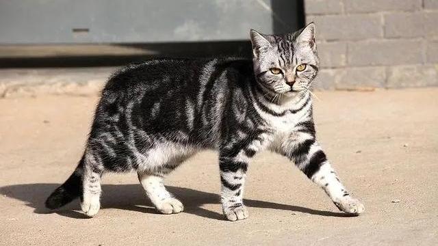 房价|猫最多可以做到“几世同堂”？为什么？