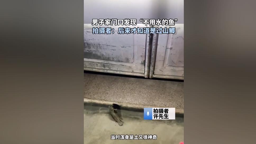 广东男子发现“会走路的鱼”，它还会爬山及爬树，什么鱼这么厉害