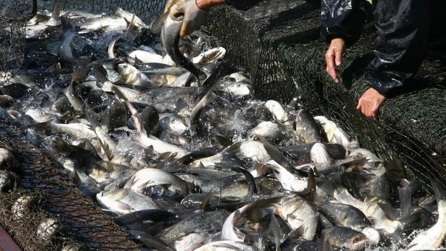 150吨鱼！鱼多到染黑了水面，长江禁渔效果显著，会鱼满为患吗？