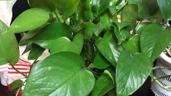 植物能不能净化甲醛？不可以，别交智商税，别听卖家忽悠