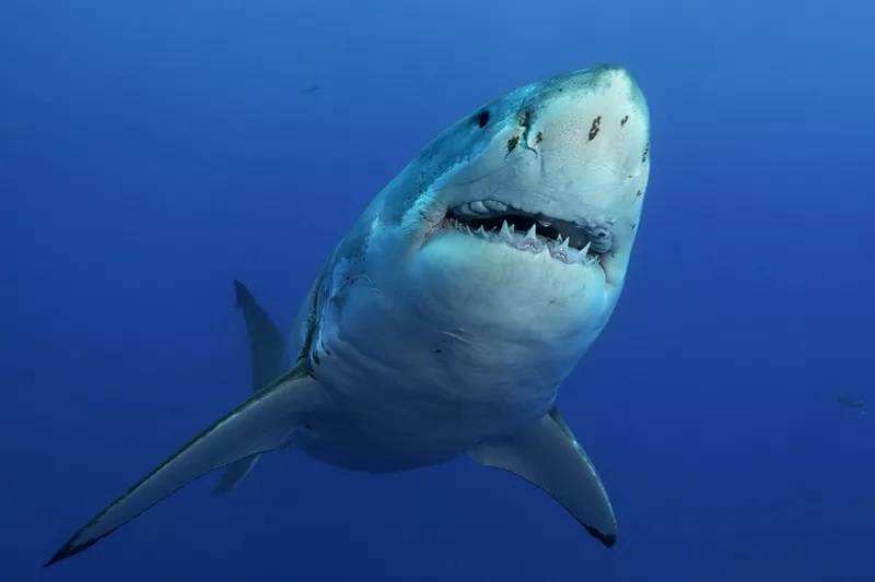 冷血动物鲨鱼的小秘密，你了解过吗
