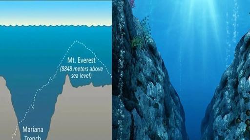 马里亚纳海沟的沟底有没有大型生物？有多大？