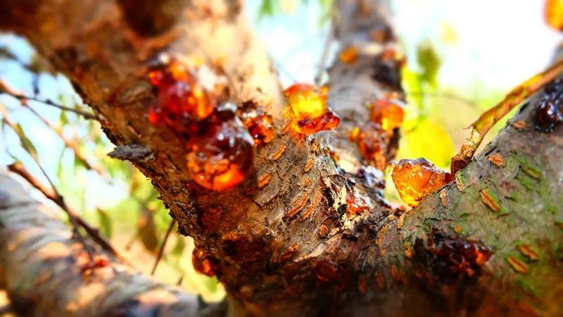 护肤品 吃了它，胜过敷1000张面膜