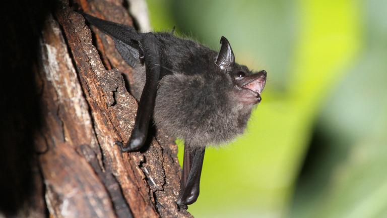 以色列研究人员：新冠病毒不应归咎于蝙蝠。