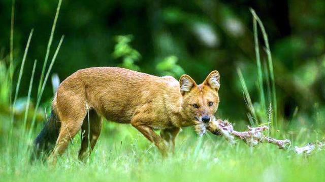 祁连山的“红狗”是哪种动物？被称为“猛兽之首”，连老虎都杀？