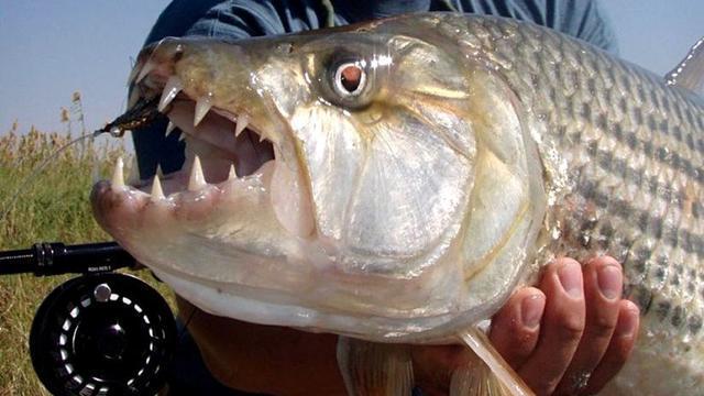 世界最凶猛的十大淡水鱼，疑似有水怪在其中？其咬合力更是惊人