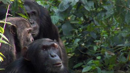 黑猩猩争地盘，同类之间的战斗，太残忍了