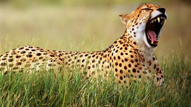 陆地上速度最快的动物，却在非洲草原上夹缝生存？