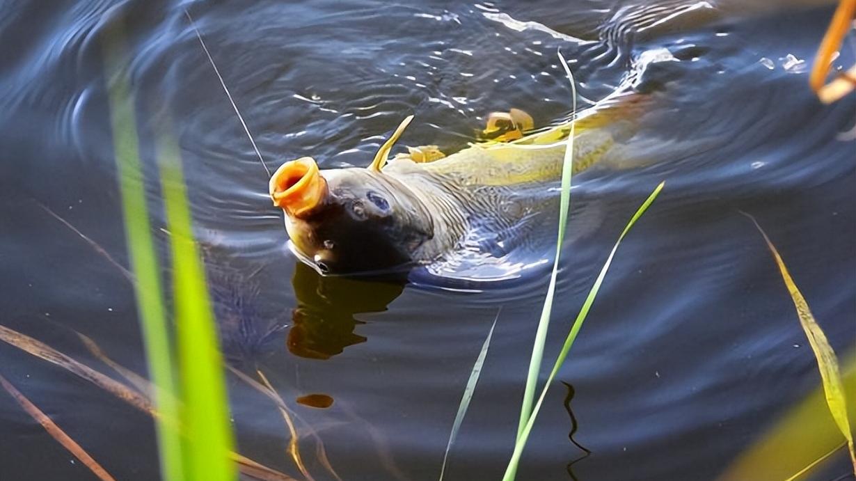 饵料|夏季钓鱼难度加倍，不妨从4个“大方向”着手调整，渔获更有保证