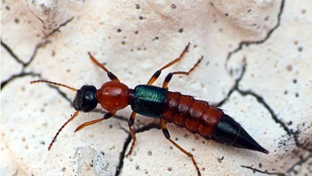 “硫酸蚂蚁”是怎样的一种生物？该如何预防呢？