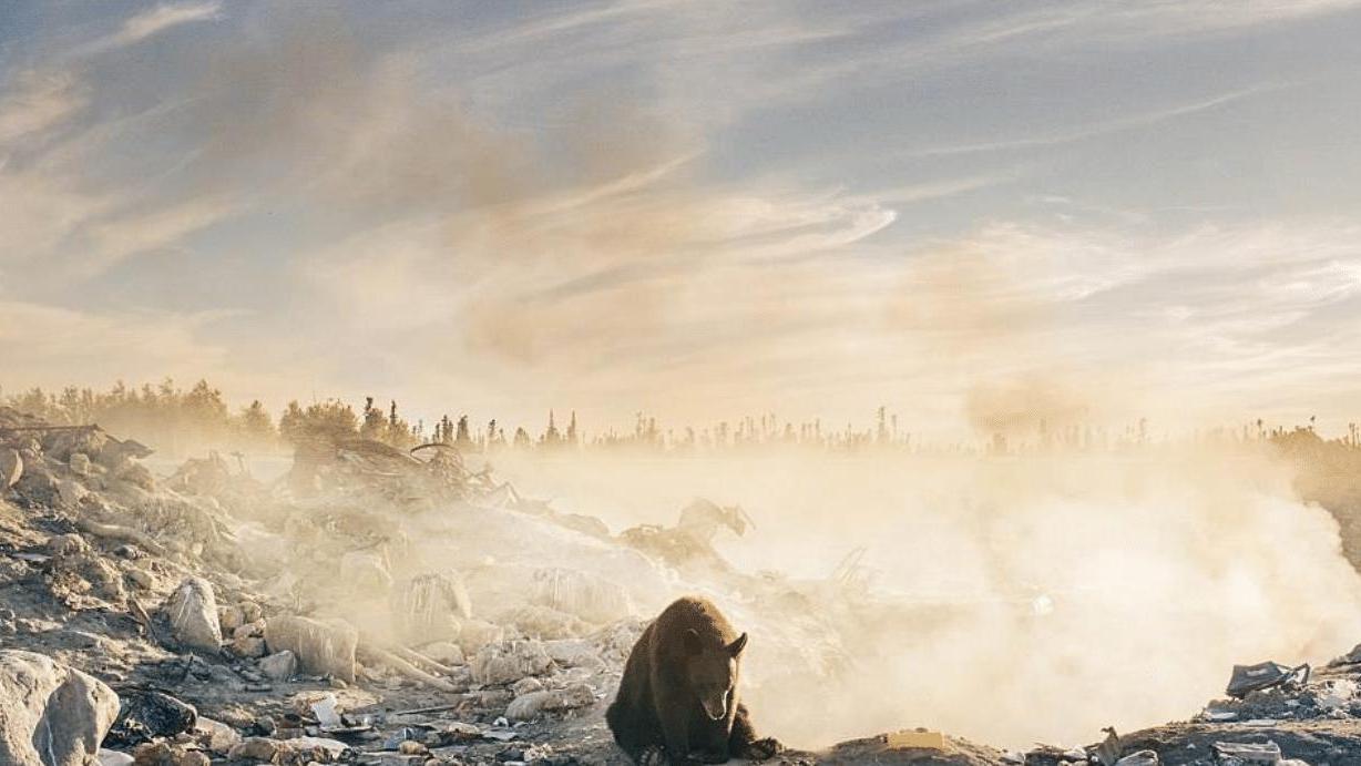 消失100多年！“金刚狼”重返美国北方，为何灭绝生物重现地球？