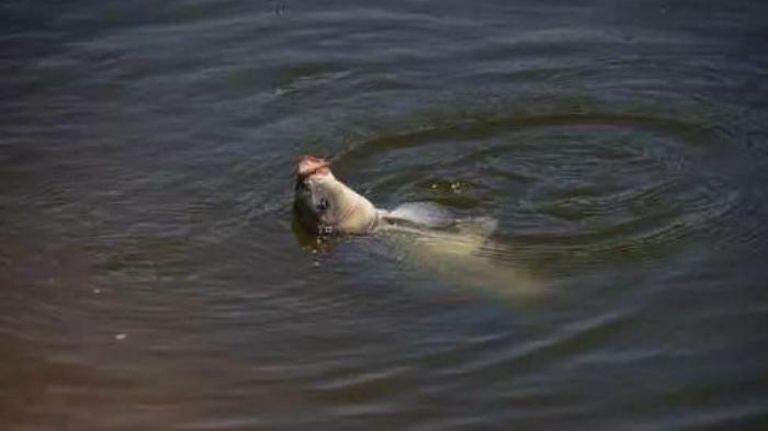 饵料|野钓出现这几种“情况”，赶快钓离底吧！否则你80%会空军！