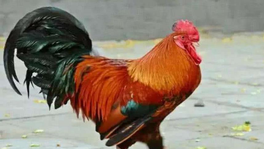 五毒之首的蜈蚣为什么毒不死公鸡？公鸡的段位有多高？