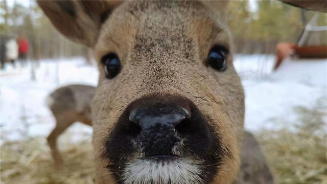 狍子水平跳跃达15米，有能力躲避虎豹，无奈人类不按常理出牌