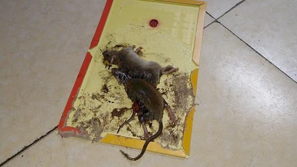 教你如何巧用粘鼠板来防治老鼠