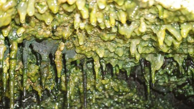深入夏威夷洞穴，科学家发现数以千计未知细菌，或改变对生命认知
