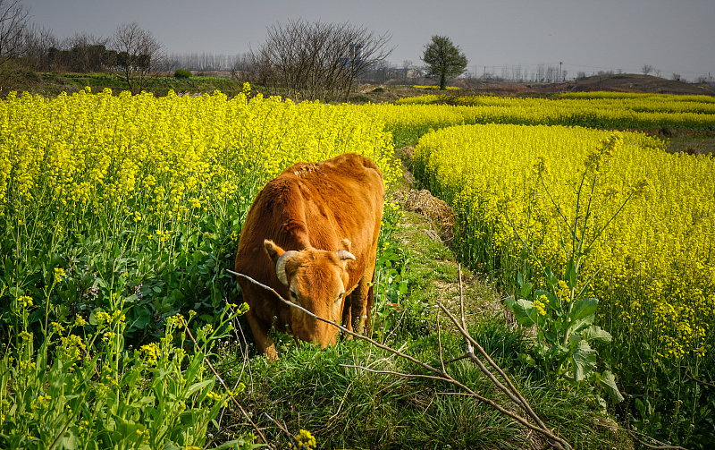 创业|2022年生肖牛的职场如鱼得水