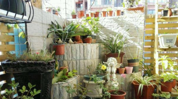 ?新装修的房子养啥花？就选除甲醛寓意好的盆栽，家中的角落全包了