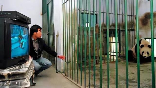 大熊猫为何成为国宝？“找对象”前还要“比武招亲”