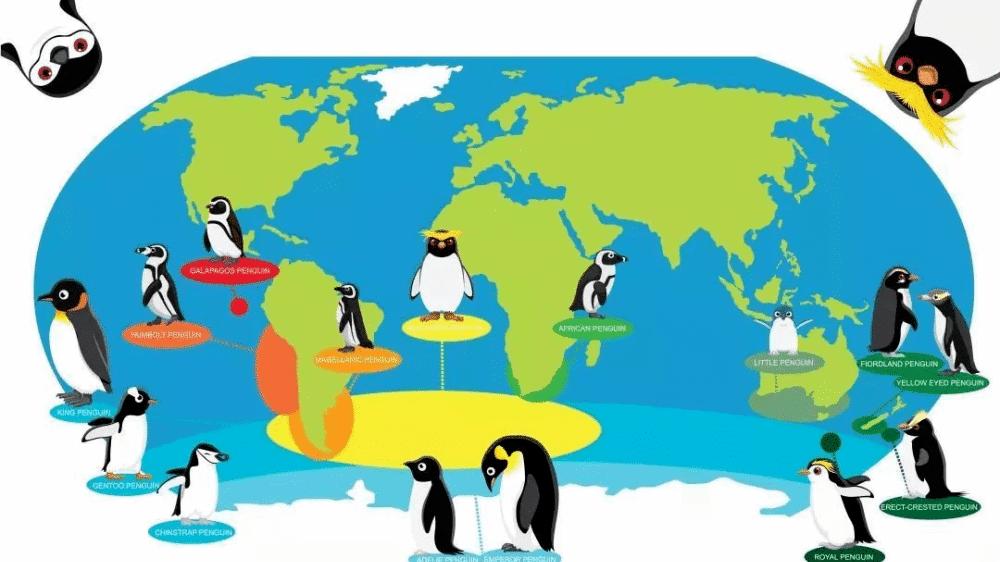 ?北极为何没有企鹅？80多年前放养在北极的69只企鹅，结局如何？