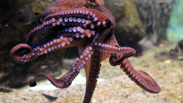 交配后自残并吃掉自己！被认为可能是外星生物的章鱼智商有多高？