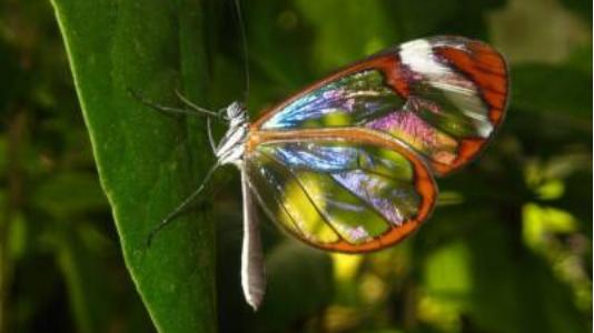 这种蝴蝶的翅膀像玻璃一样透明，咋飞起来的？是经历了某种变异吗?