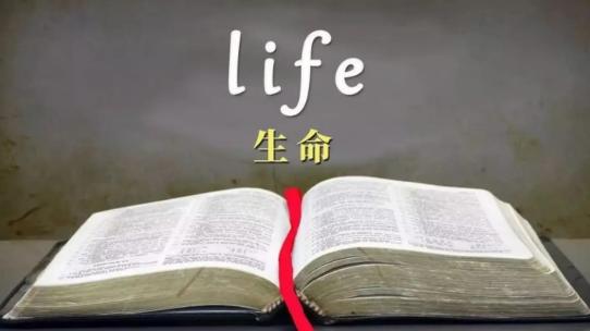 哲思：生命的本质与意义是什么？