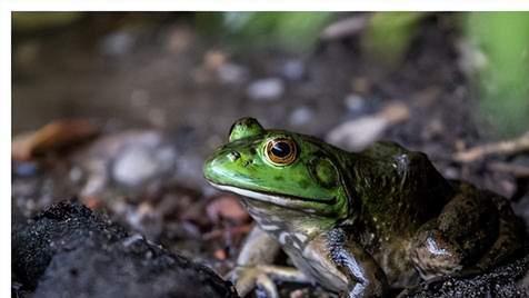 切尔诺贝利树蛙发生“变异”，肤色完全黑化，会是辐射的影响吗？