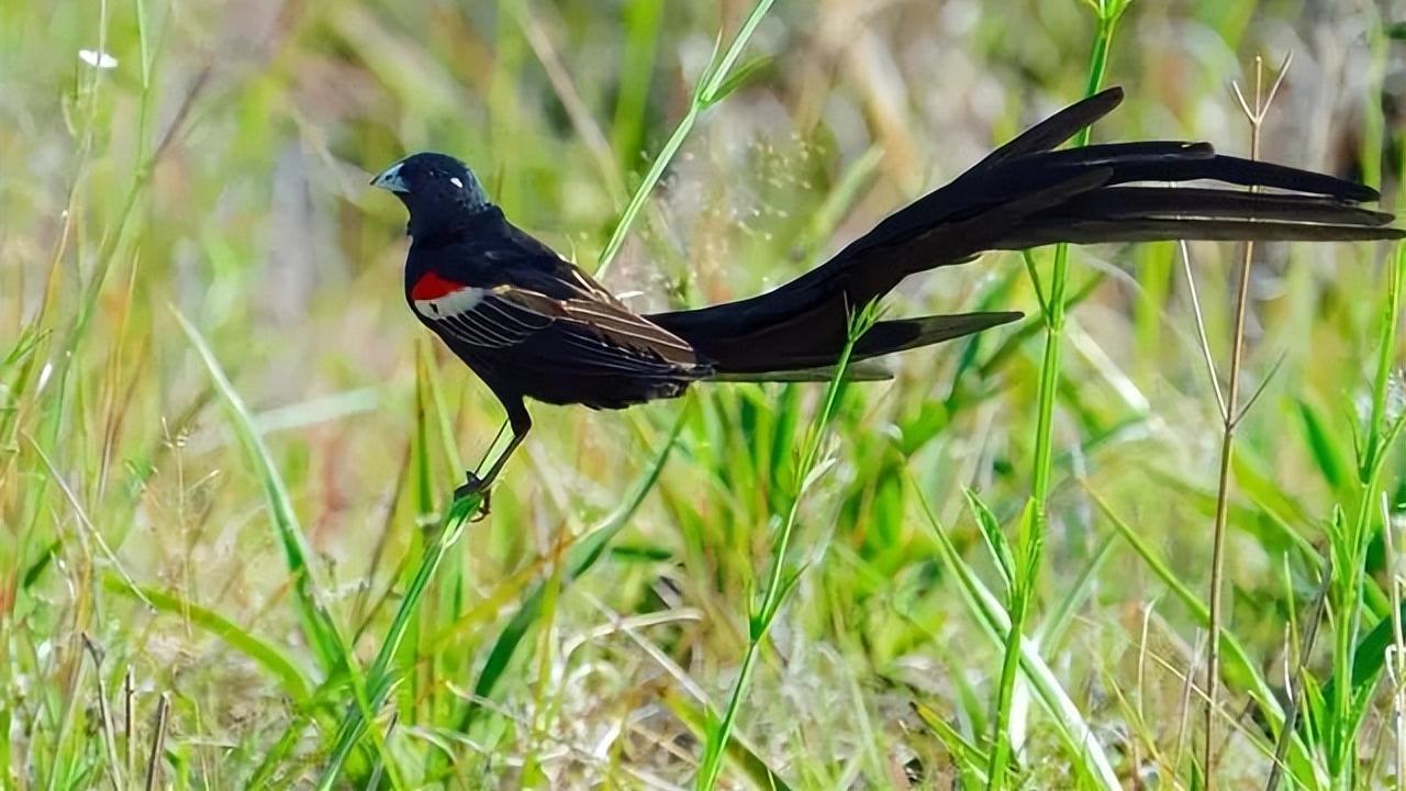 凭一根长尾巴，雄寡妇鸟就能找到10多只雌鸟，而且这些雌鸟都心甘情愿养它