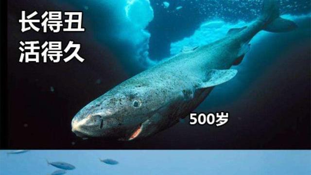 一只来自明朝的蛤，活了400多岁，却死在了人类的好奇心下