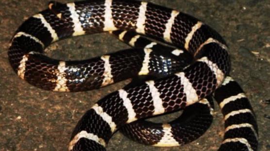 眼镜蛇确实很毒，但中国毒蛇“一哥”银环蛇毒性可是眼镜蛇的10倍