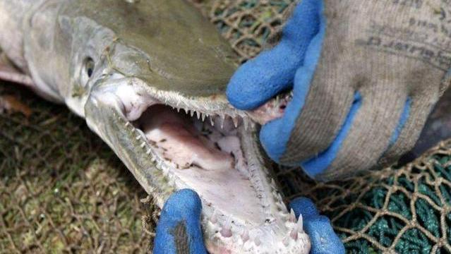 入侵物种？河南云禅湖出现的大鱼，竟是能长3米的北美鳄雀鳝？