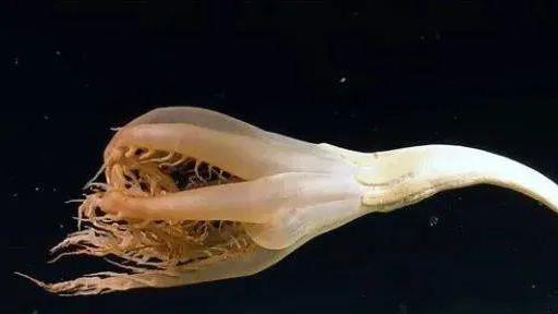 太平洋发现似毛笔生物，体长2米，又有触角乱动，是海笔新品种？