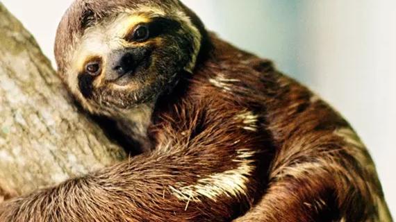 树懒行动那么慢没有灭绝的原因