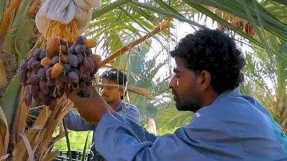 椰枣|阿联酋要捐赠10万株椰枣树苗给中国，椰枣是啥？我国为啥非常重视